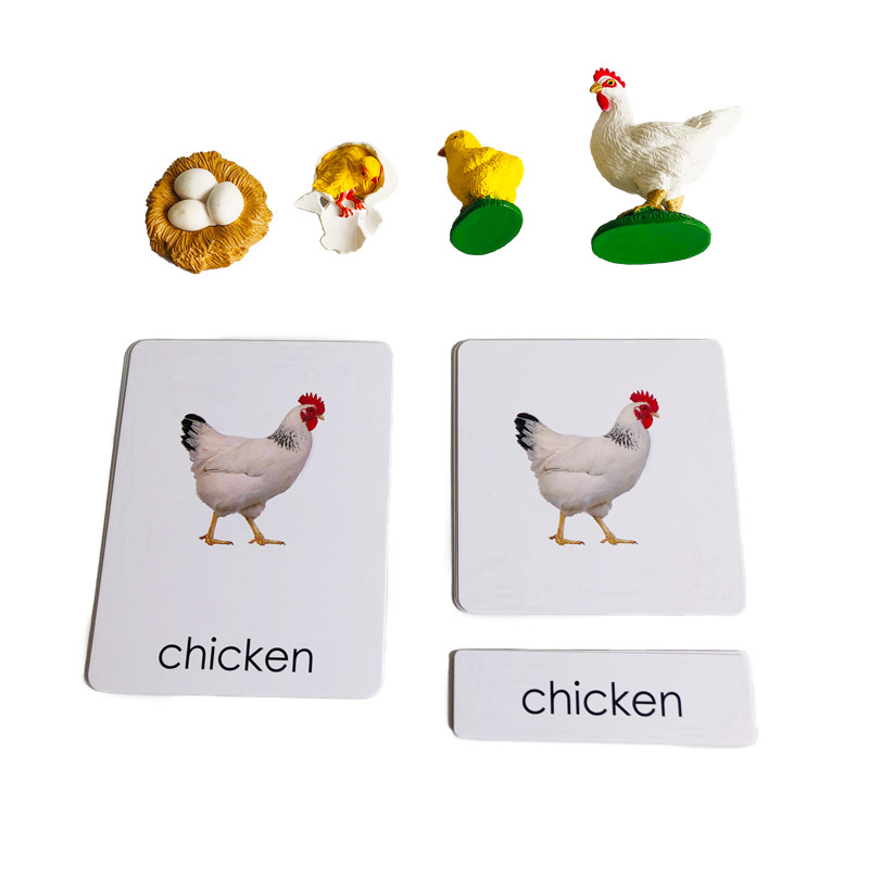 Kids Toys Cycle - Lebenszyklus, Tiere, Karten und Modelle, Lebenszyklus