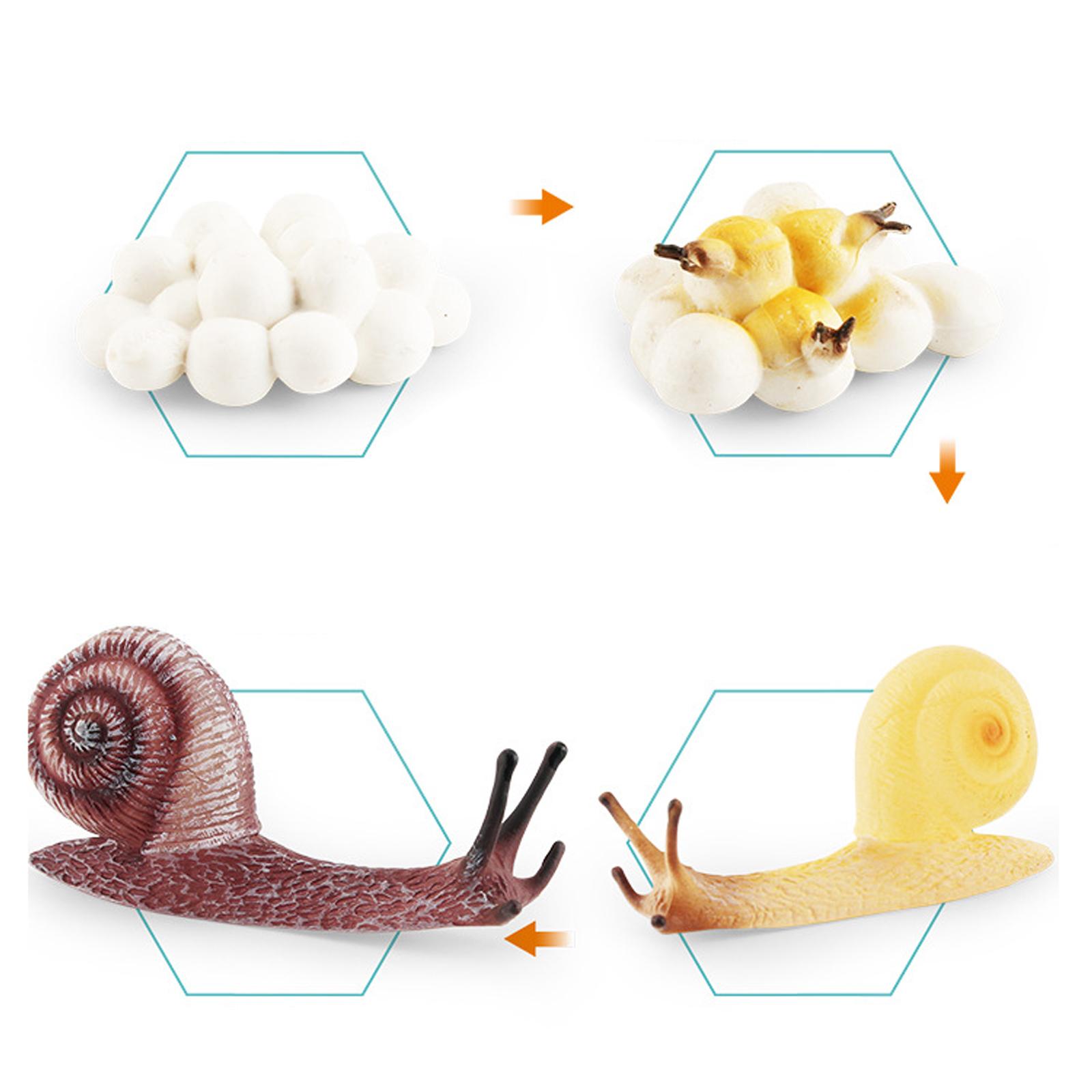 Frühkindliche Bildung Lebenszy – Kids Toys Cycle Bewertung und Preis