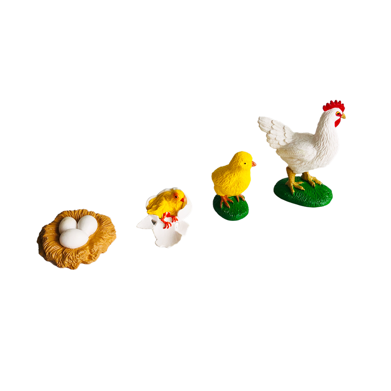 Lebenszyklus, Tiere, Karten un – Kids Toys Cycle Bewertung und Preis