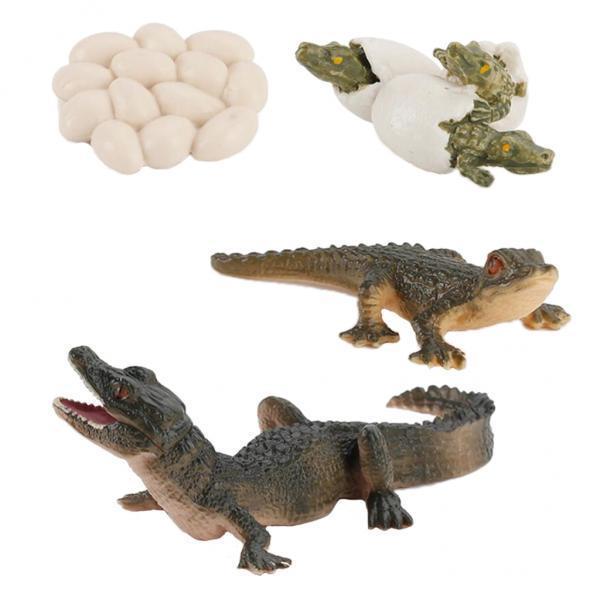 Natur-Lebenszyklus-Tierwachstu – Kids Toys Cycle Bewertung und Preis