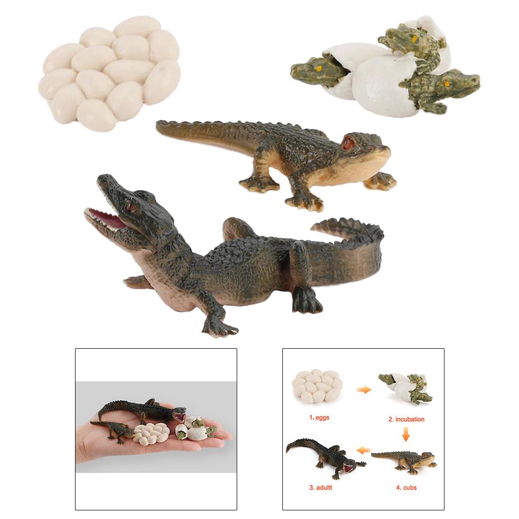 Natur-Lebenszyklus-Tierwachstu – Kids Toys Cycle Bewertung und Preis