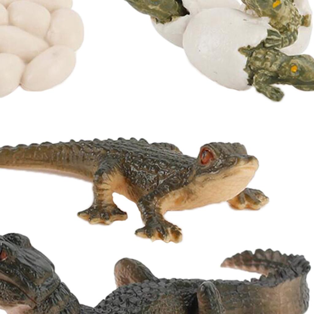 Natur-Lebenszyklus-Tierwachstu – Kids Toys Cycle Bewertung und Preis